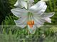 Lilium candidum