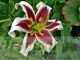 Lilium 'Miss Lily'