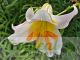 Lilium regale