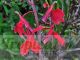 Lobelia cardinalis 'Queen Victoria'