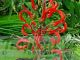 Lobelia tupa