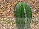 Lophocereus marginatus