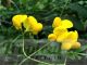 Lotus corniculatus 