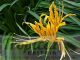 Lycoris aurea