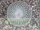 Mammillaria supertexta