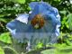 Meconopsis 'Lingholm'