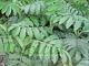 Melianthus major