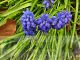 Muscari armeniacum