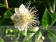 Myrtus communis