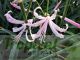 Nerine bowdenii