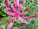 Nerine bowdenii 'Isabel'