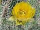 Opuntia cymochila - Brewster Co, TX