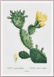 Vintage Botanical Print - Opuntia elatior (Syn: Opuntia polyanthos)