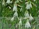 Ornithogalum candicans