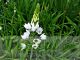 Ornithogalum thyrsoides