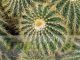 Parodia warisii