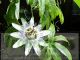 Passiflora caerulea flower