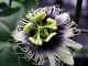Passiflora edulis - Image: PD USDA ARS