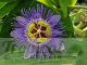 Passiflora 'Purple Haze'