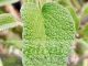 Phlomis grandiflora - young foliage is green with tiny hairs