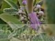 Phlomis italica