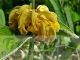 Phlomis russeliana