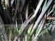 Phormium 'Dark Delight'