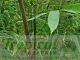 Phyllostachys vivax