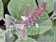 Plectranthus argentatus