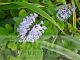 Plectranthus zuluensis