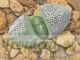 Pleiospilos nelii