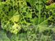 Podophyllum 'Spotty Dotty'