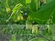 Polygonatum multiflorum