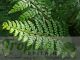 Polystichum makinoi