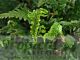 Polystichum tsus-simense