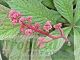 Rodgersia aesculifolia 'Purdomii'