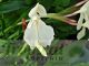 Roscoea cautleyoides 'Kew Beauty'