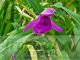 Roscoea purpurea