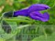 Salvia guaranitica 'Black and Blue'