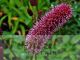 Sanguisorba menziesii