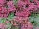 Sedum cauticola