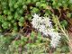 Sedum lydium