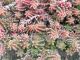 Sedum sexangulare