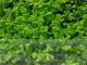 Selaginella kraussiana ‘Gold Tips’