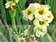 Sisyrinchium striatum