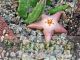 Stapelia divaricata