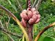 Musa velutina - Image courtesy Forest and Kim Starr: Licence issued under Creative Commons CCBY 3.0 http://www.starrenvironmental.com/imageusepolicy (Image cropped)