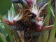 Strelitzia nicolai : Image (cropped) courtesy of Eric in SF [CC BY-SA 3.0 (https://creativecommons.org/licenses/by-sa/3.0)] https://commons.wikimedia.org/wiki/File:Strelitzia_nicolai_3.jpg