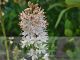 Tiarella wherryi