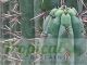 Echinopsis pachanoi - (Syn: Trichocereus pachanoi)